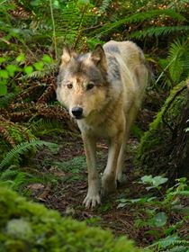 Bienvenue sur l'île des loups